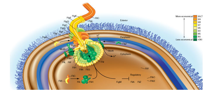 Bacterial flagella motor final art.