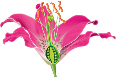 Photoshop image of a flower