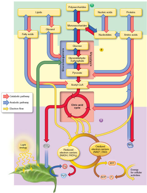 Metabolism