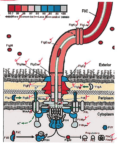 Bacteria flagella.