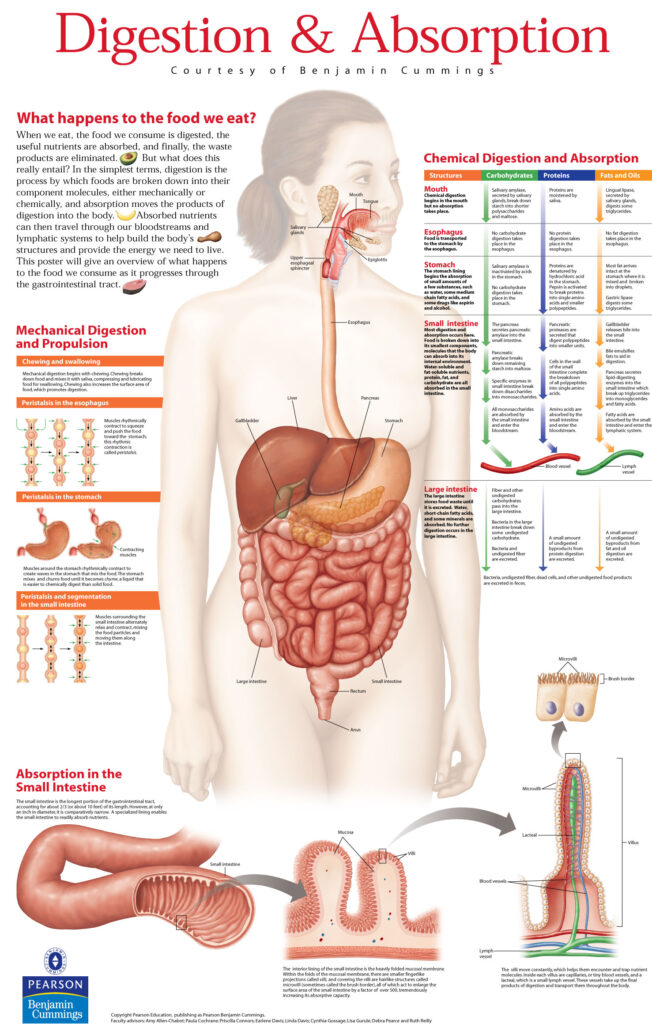 Digestion Poster