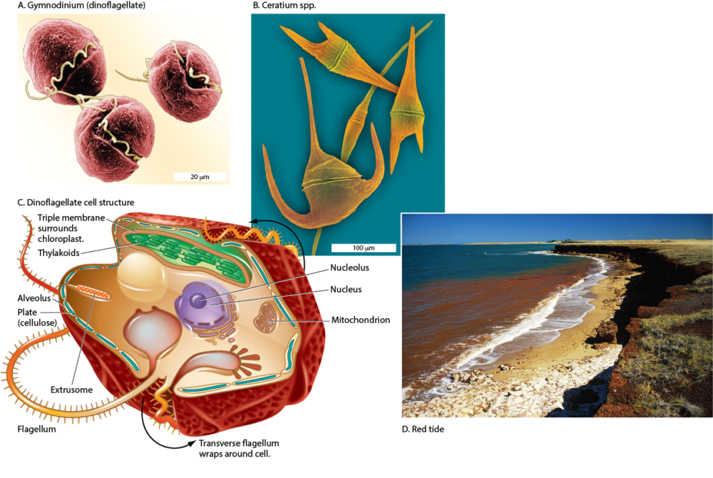 Figure layout of a Dinoflagellate cell structure including photo, iilustration, and microscopic photos.