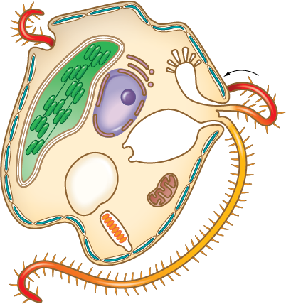 Original art for dinoflagella