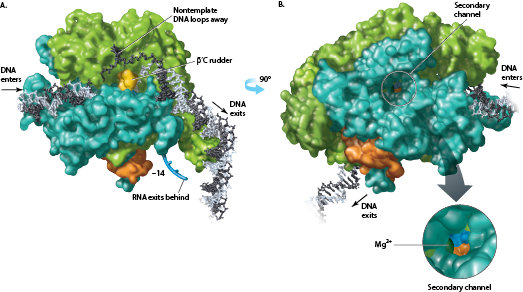 RNA polymerase shown from 2 different directions