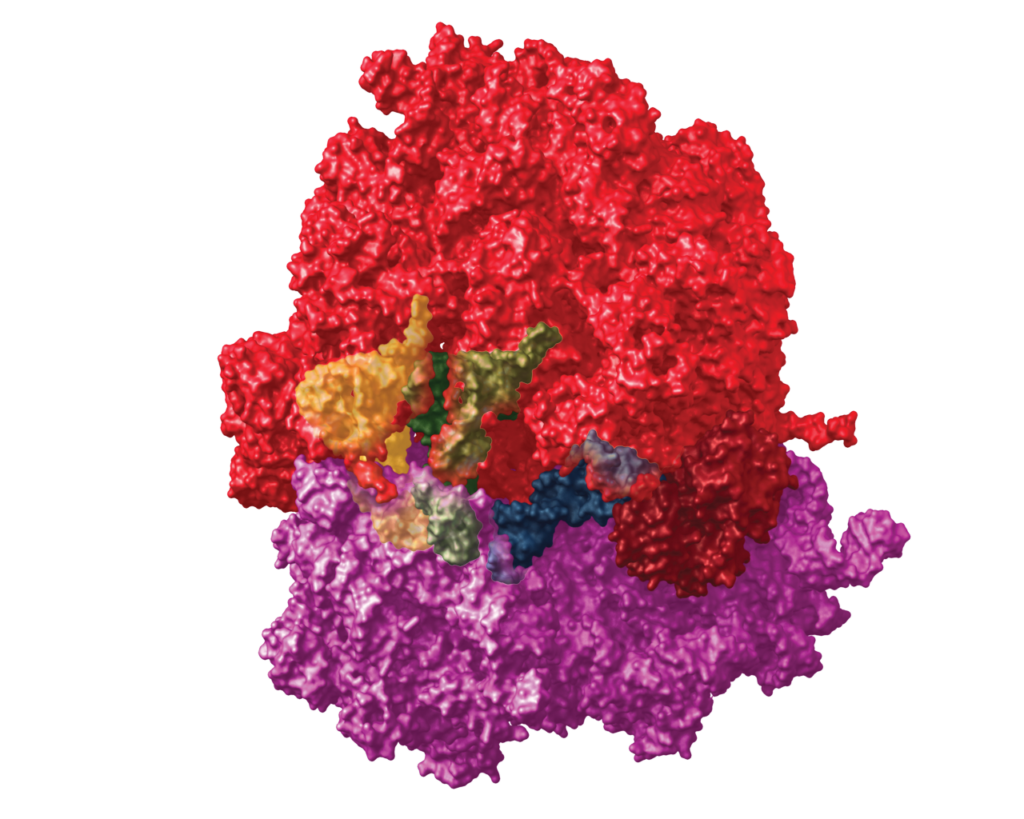 Ribosome 3D model image with tRNA models in the E, P, and A sites.