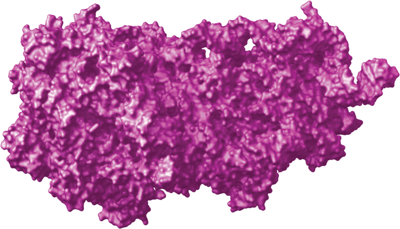 30S molecular structure of the ribosome.