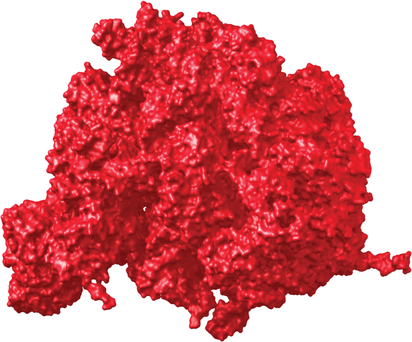 50S molecular structure of the ribosome.