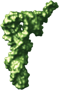 tRNA in the A site