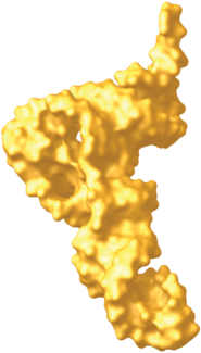 tRNA in the E site