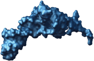 tRNA in the P site